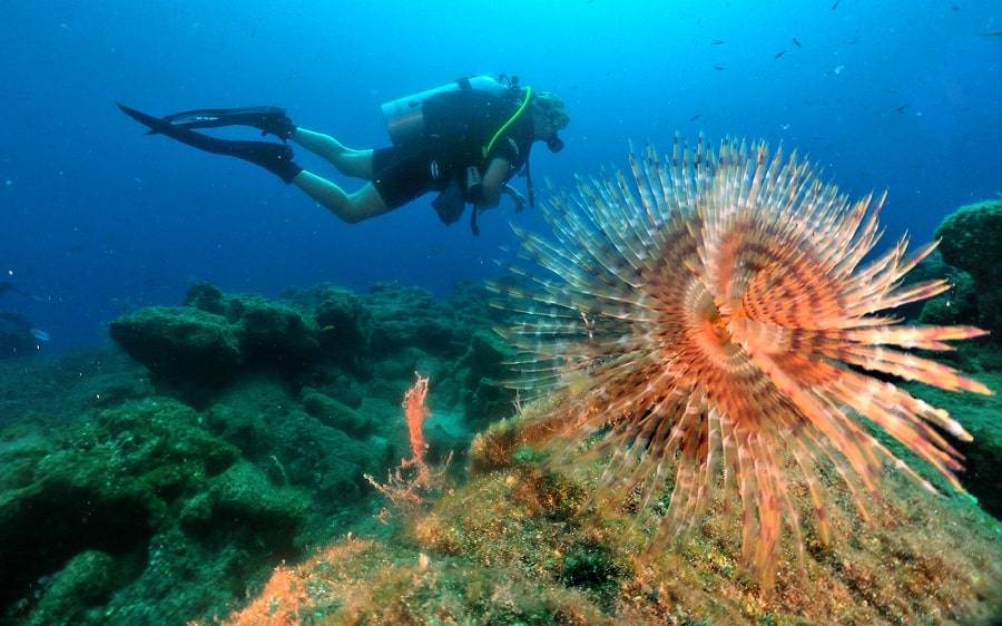 Scuba Diving in Crystal-Clear Waters of Turkey